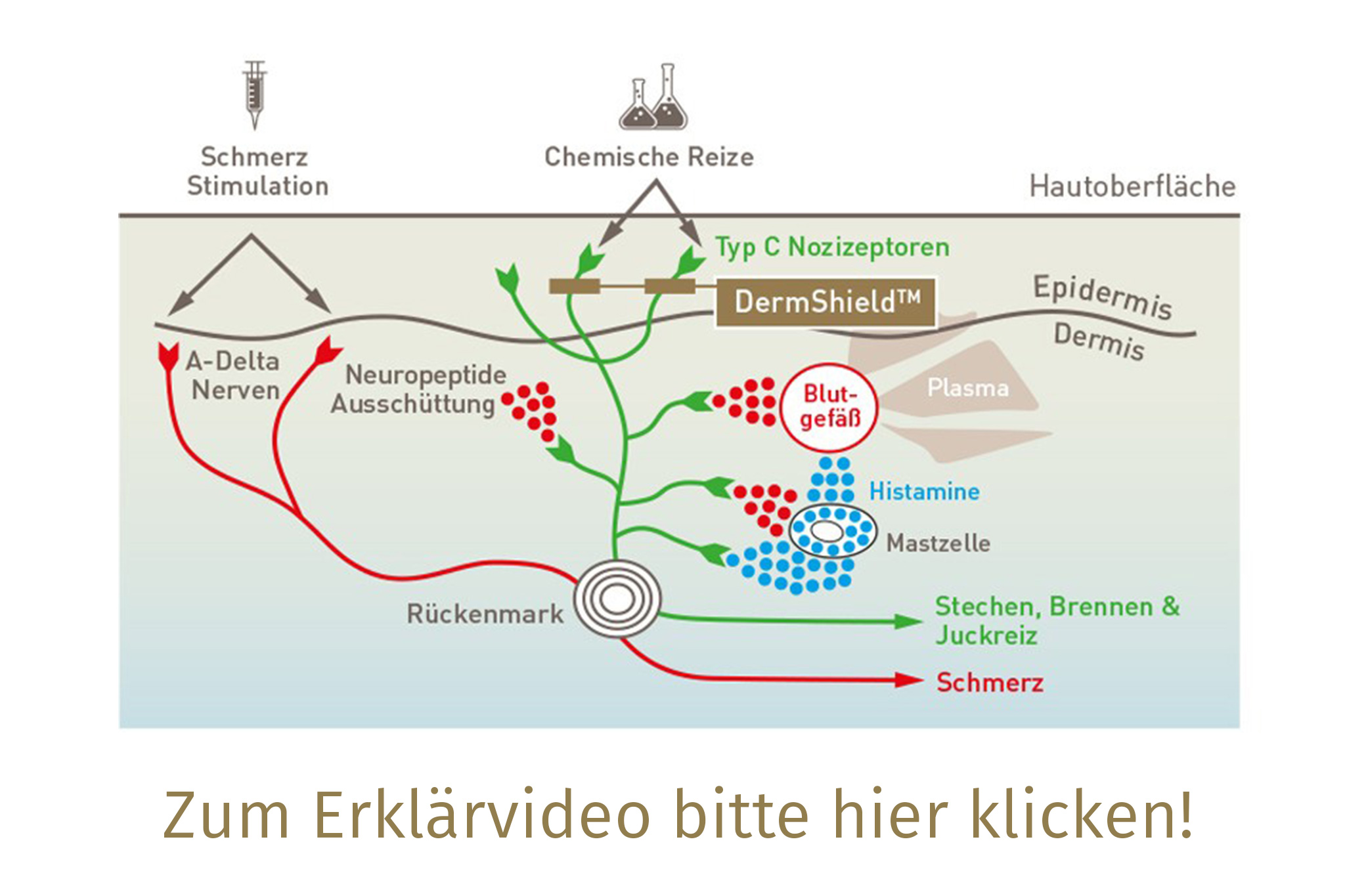 Erleben Sie NOON Aesthetics in Karlsruhe DermShield